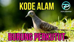 Mimpi Dapat Burung Perkutut 2 Ekor Togel